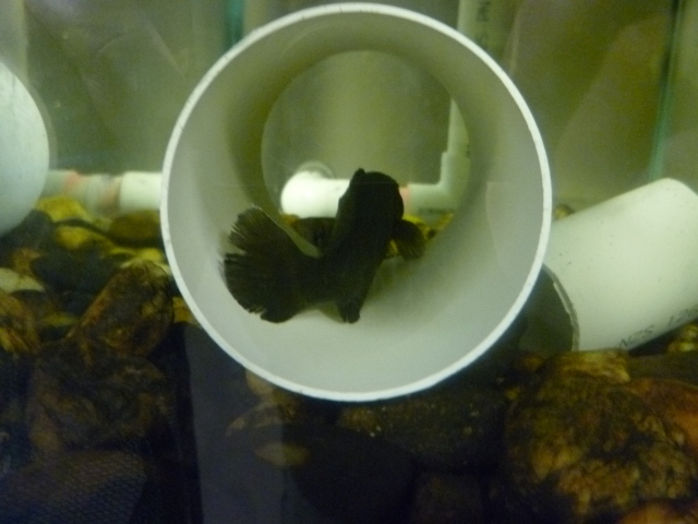 Shy river blackfish in aquarium